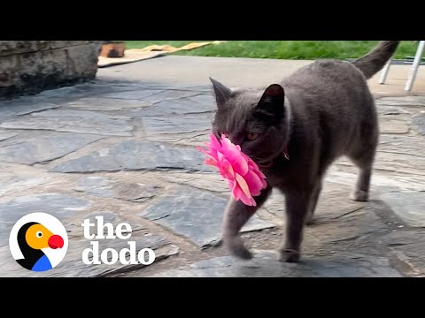 Cat Brings Her New Mom Flowers Every Single Day