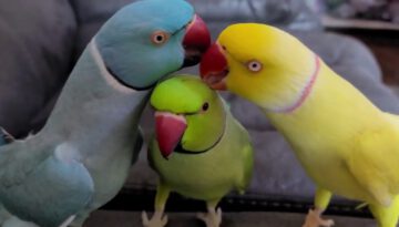 Cute and Funny Parrot Comedy Trio