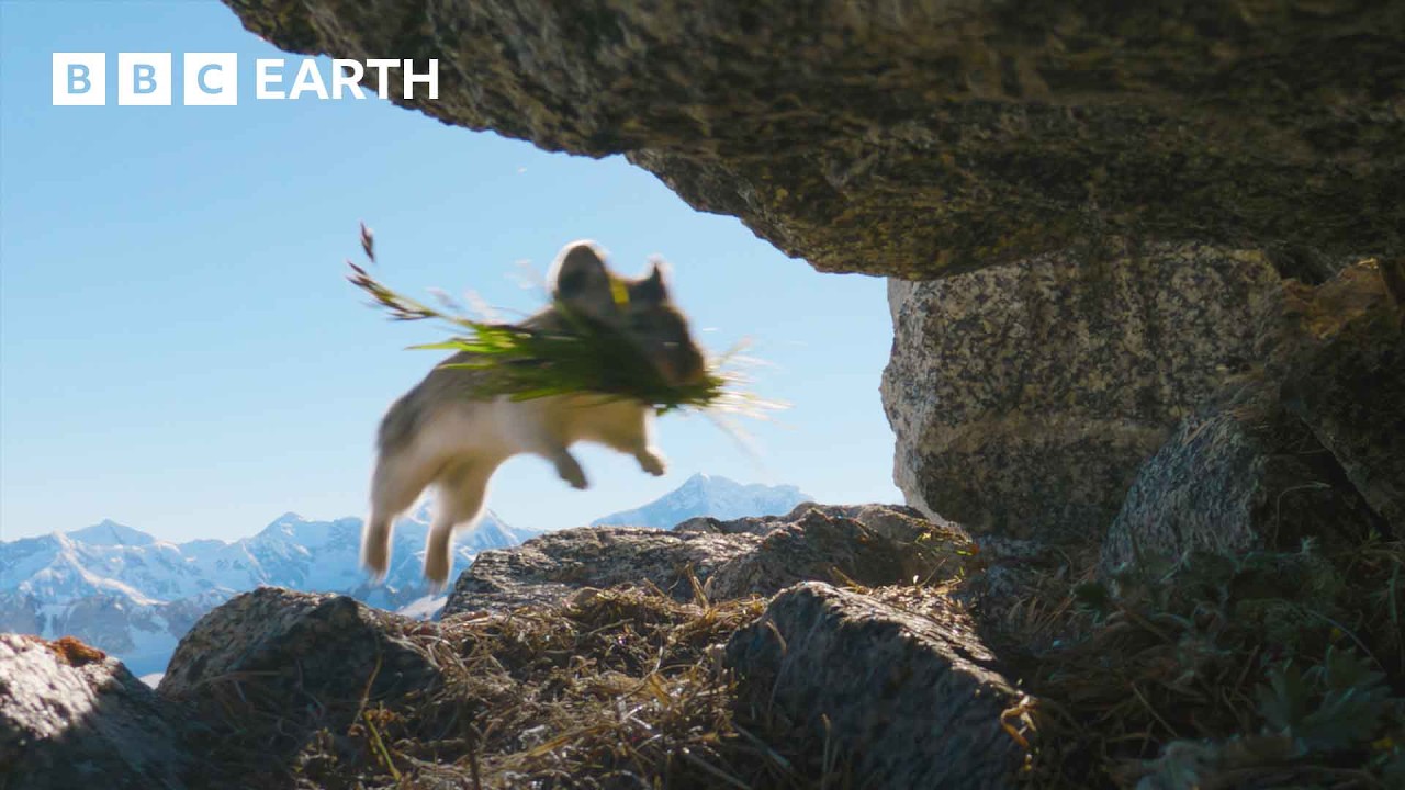 Cute Pika Steals Food From Neighbours