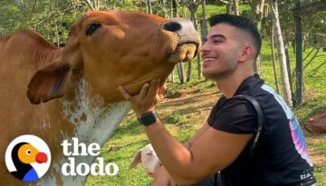Dodo Producer Goes to Colombia to Meet a Very Special Cow in Person