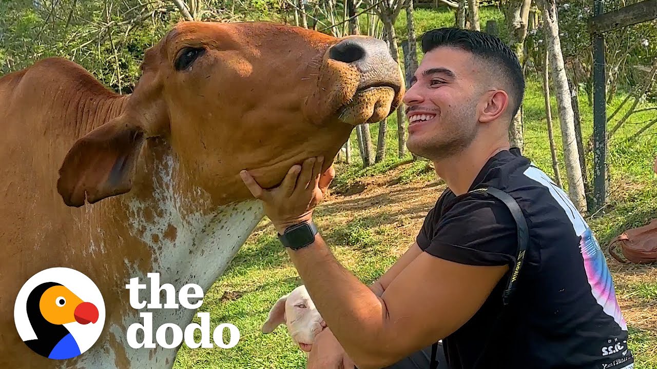 Dodo Producer Goes to Colombia to Meet a Very Special Cow in Person