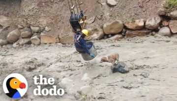 Dog Stranded in Raging River Rescued by Construction Workers