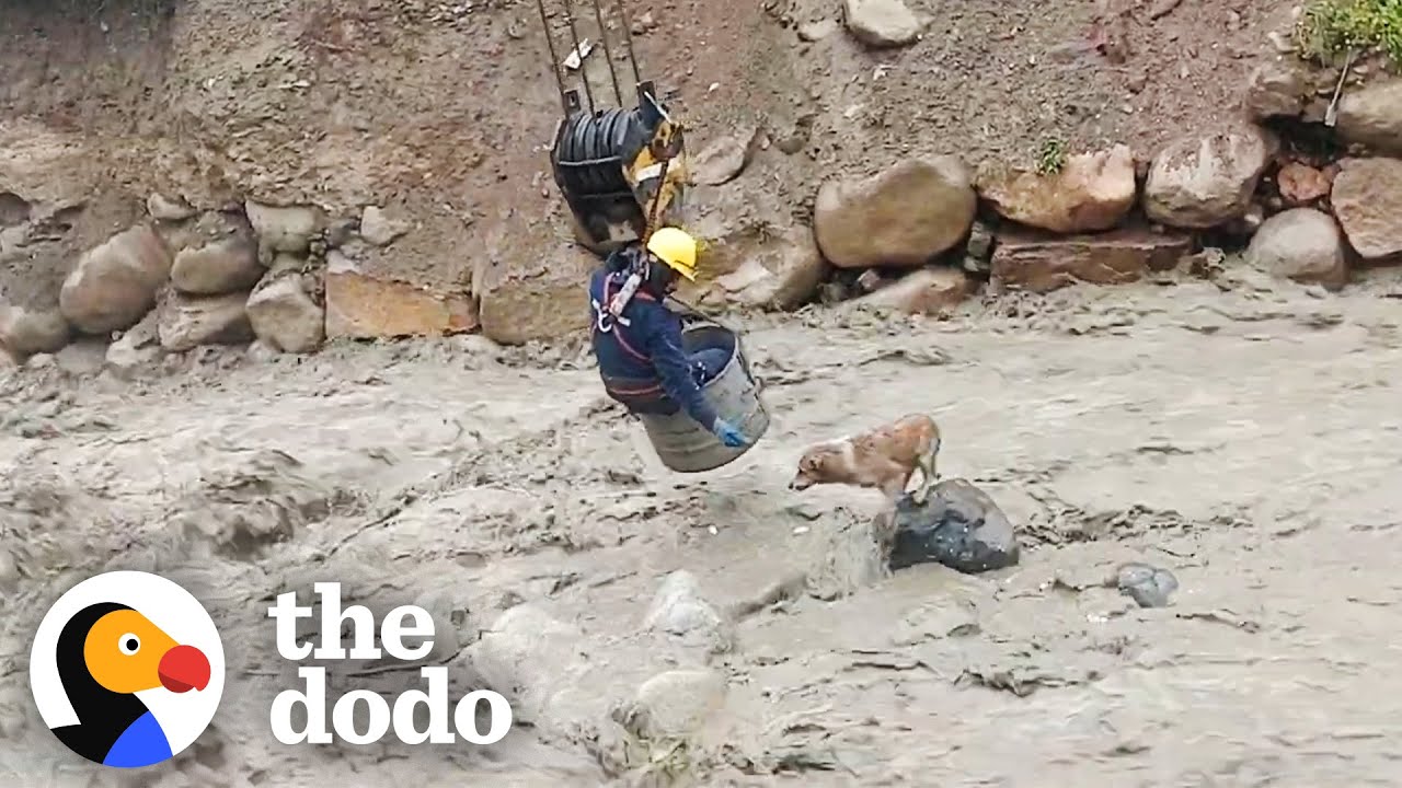 Dog Stranded in Raging River Rescued by Construction Workers