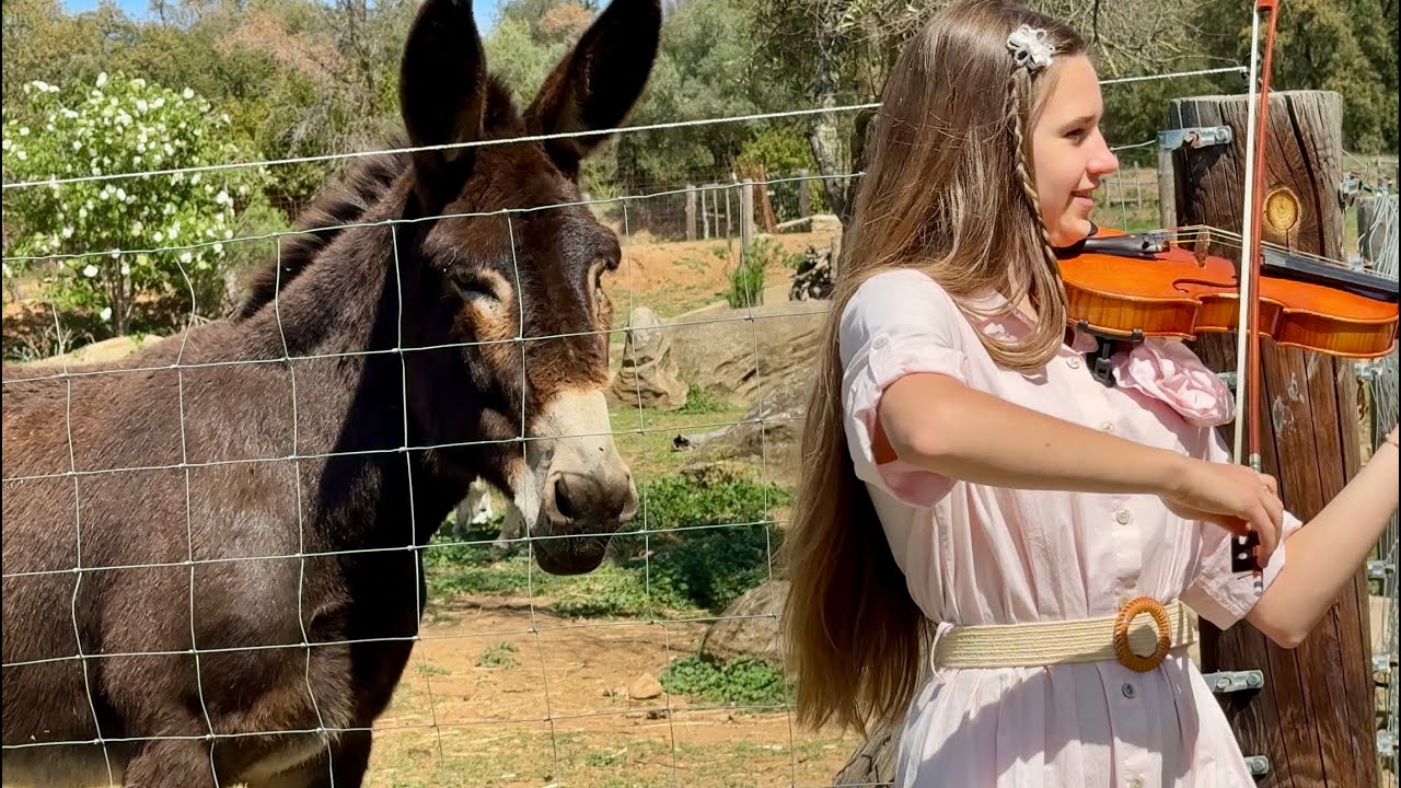 Donkey Likes Violin Playing – Karolina Protsenko