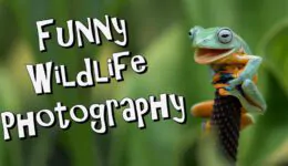 Funny Wildlife Photography