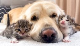 How the Golden Retriever and New Tiny Kittens Became Best Friends