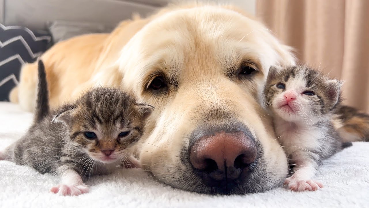 How the Golden Retriever and New Tiny Kittens Became Best Friends