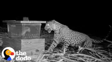 Mama Leopard Desperately Tries to Reunite With Cub