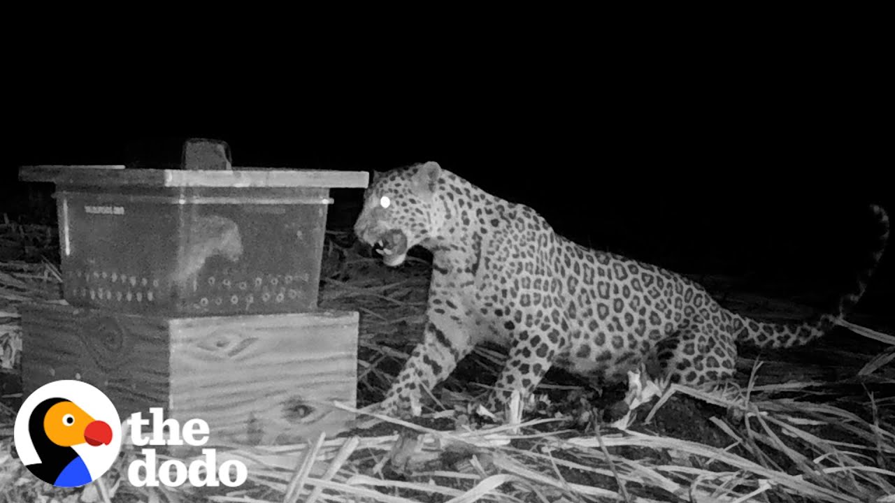 Mama Leopard Desperately Tries to Reunite With Cub