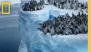 Never-Filmed-Before Mass Penguin Dive