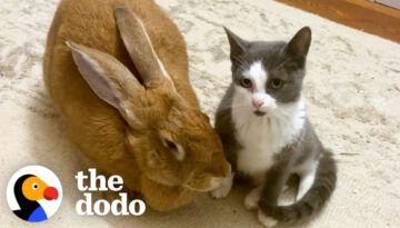 Rescued Bunny Turns Into the Best Foster Mom