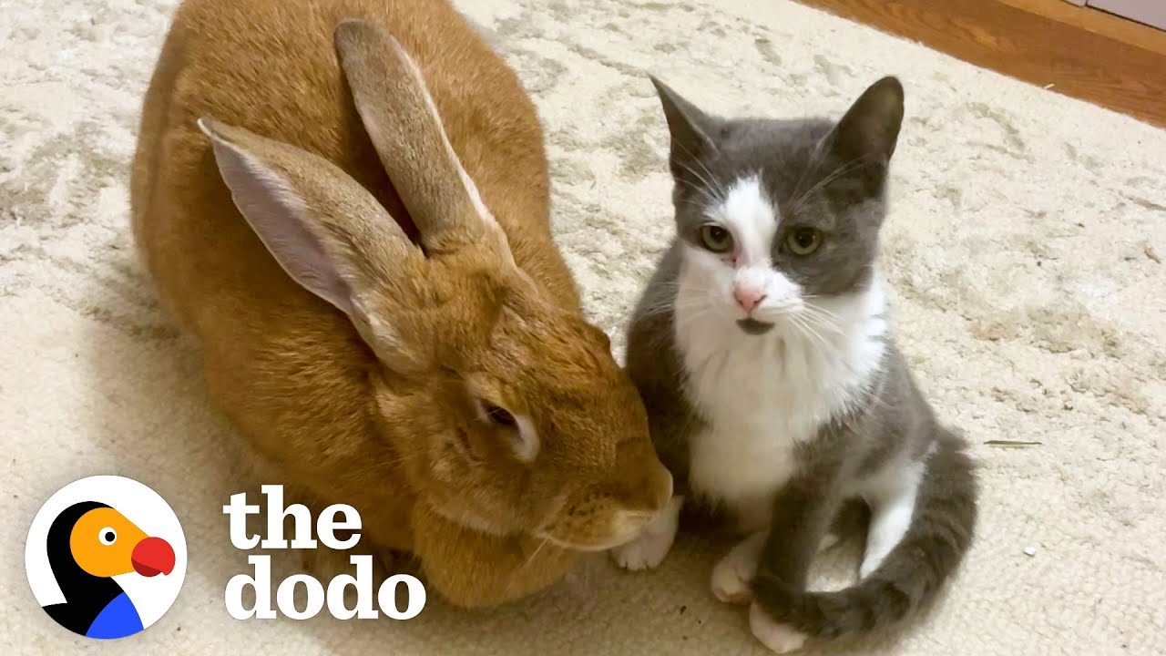 Rescued Bunny Turns Into the Best Foster Mom