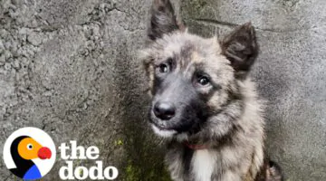 Stray Dog Who Was Impossible to Catch Walks Through Rescuer’s Door