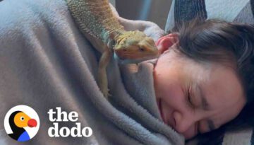 Woman Rescues a Bearded Dragon Thinking He Will Be Calm and Mellow…