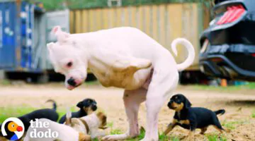 2-Legged Dog Has The Cutest Reaction To His Foster Puppies