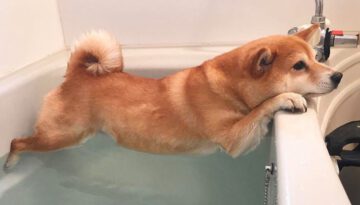 Bath Time Never Gets Any Easier! Dogs vs Bath