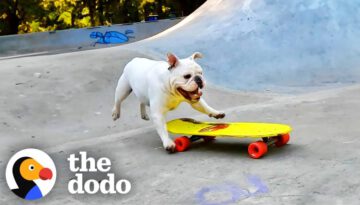 Bulldog Brothers EAT SLEEP AND BREATHE Skateboarding