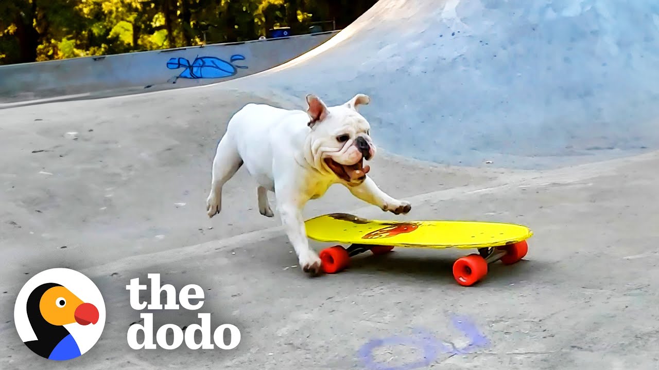 Bulldog Brothers EAT SLEEP AND BREATHE Skateboarding