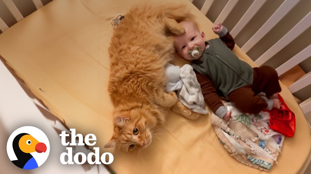 Cat Jumps Into Baby Brother’s Crib Every Morning