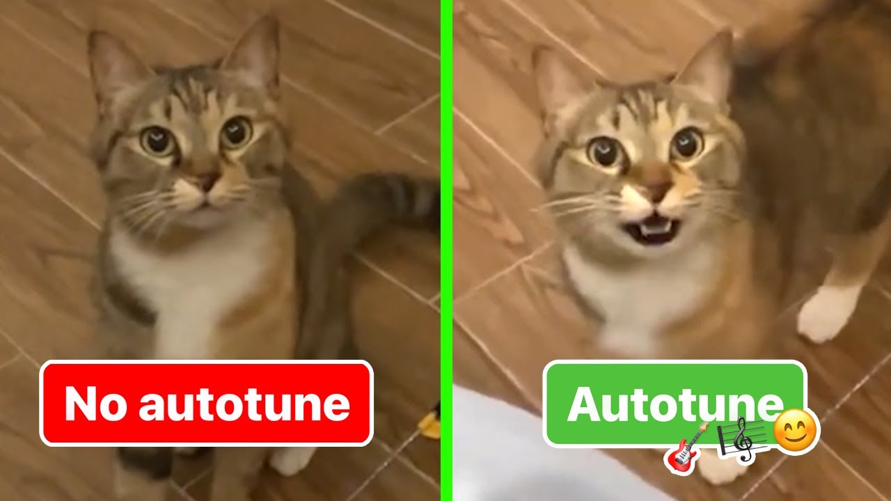 Cat Singing – No Autotune & Autotune Edit