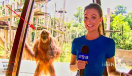 Funniest Animals News Bloopers of All Time