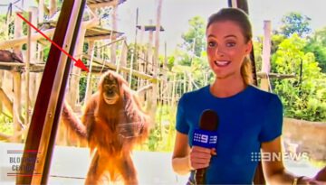 Funniest Animals News Bloopers of All Time