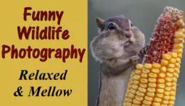 Funny Wildlife Photography Relaxed and Mellow
