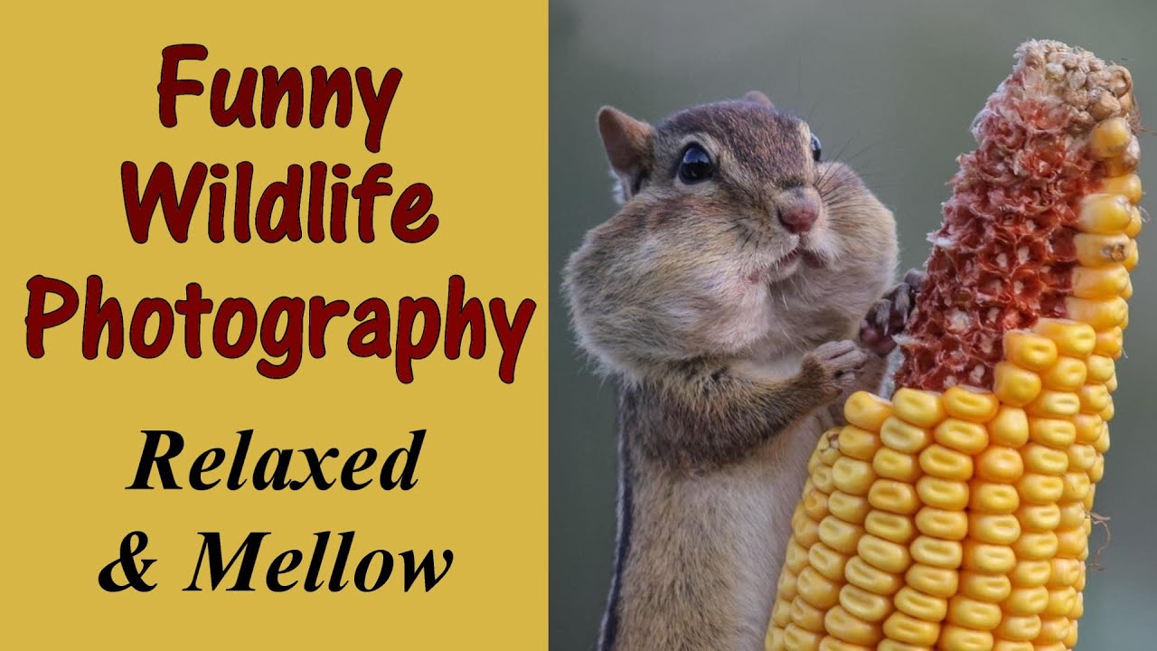 Funny Wildlife Photography Relaxed and Mellow