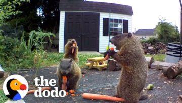 Groundhog Caught Destroying Guy’s Garden Brings His Whole Family for Dinner