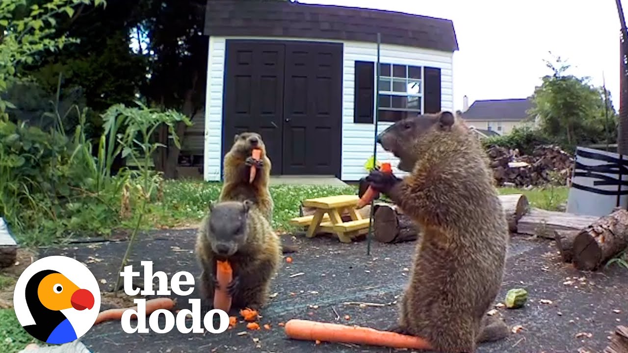 Groundhog Caught Destroying Guy’s Garden Brings His Whole Family for Dinner