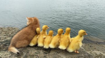 Kitten Lures Baby Ducks to River