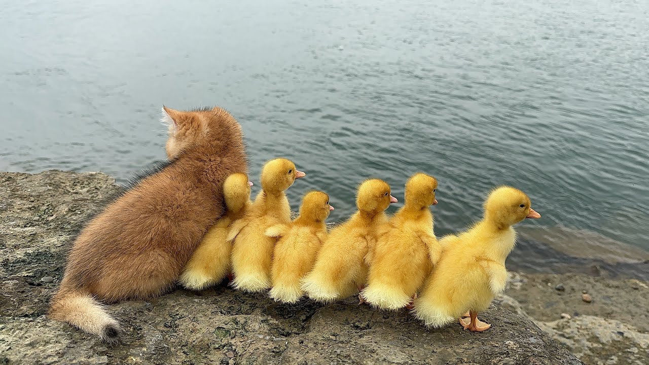 Kitten Lures Baby Ducks to River