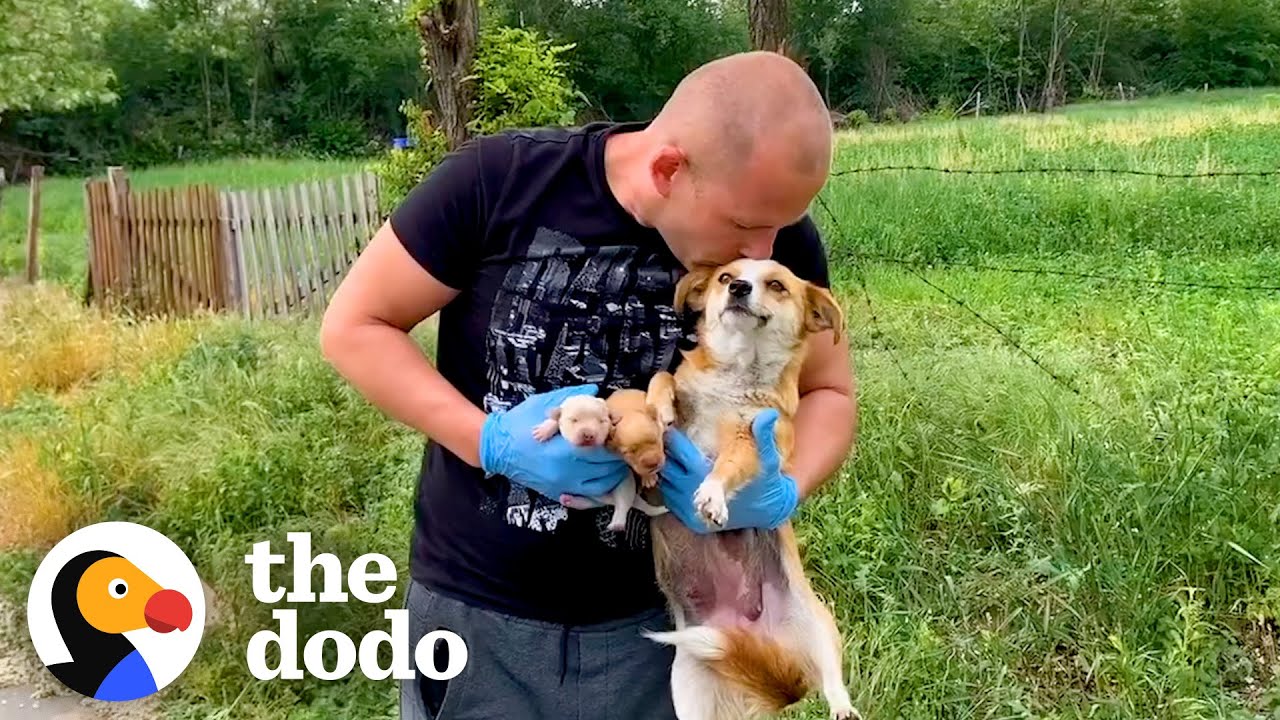 Mama Dog Was Protecting Her Newborn Puppies On Side Of Road