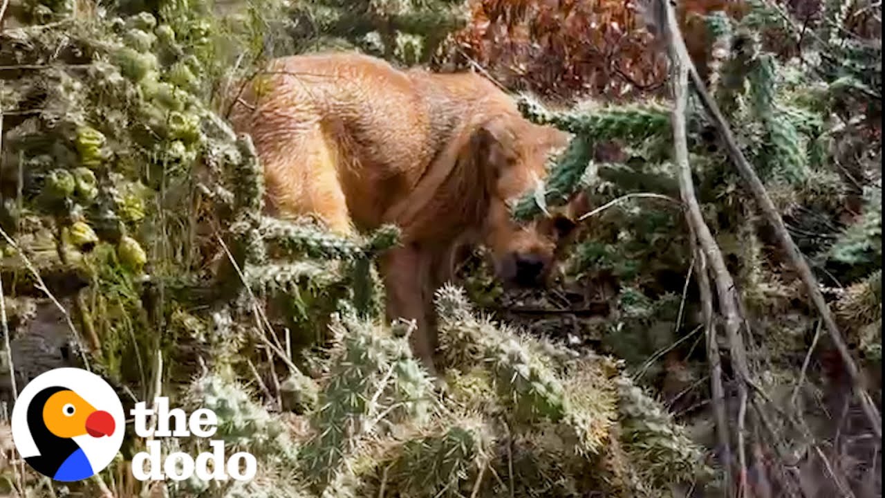 Puppy Abandoned in a Tornado Is So Happy to Be Rescued