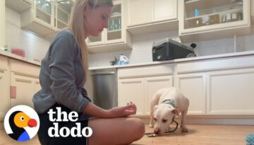 Rescue Dog Flinched When Mom Tried To Pet Her Until…