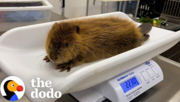 Rescued Baby Beaver Finally Makes a Friend