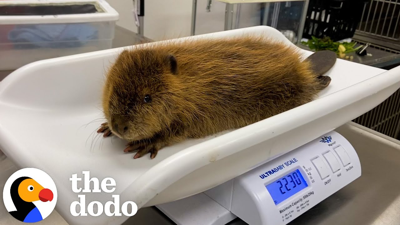 Rescued Baby Beaver Finally Makes a Friend