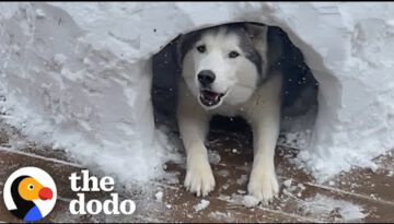 Sad Husky Can’t Play Any Sports This Winter So This Couple Builds Him an Igloo