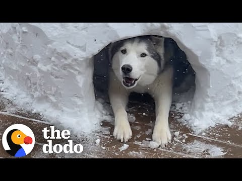 Sad Husky Can’t Play Any Sports This Winter So This Couple Builds Him an Igloo