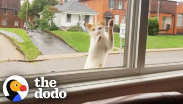 Stray Cat Keeps Climbing Up To This Woman’s Window