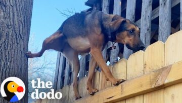 This Dog Climbs up Her Backyard Trees Every Single Day