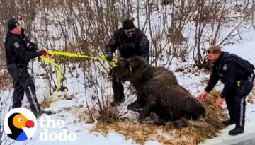 Two Police Officers Rescue A Moose From Frozen Lake