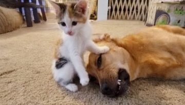 When Dog and Cat Have Become Best Friends