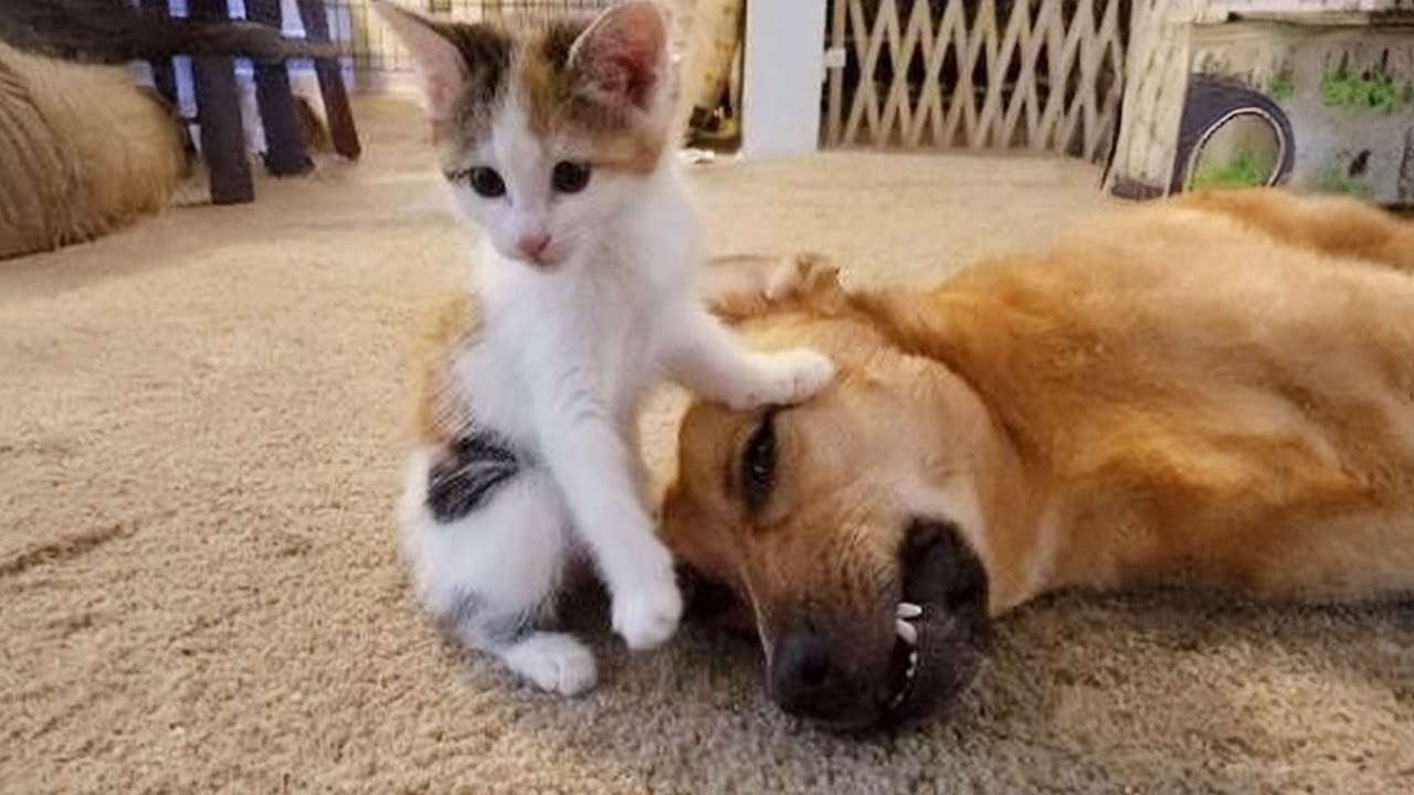 When Dog and Cat Have Become Best Friends