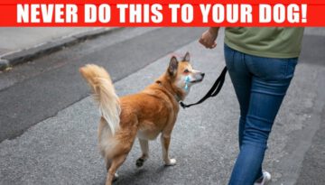 Why Skipping Your Dog’s Walk is a Bigger Deal than You Think