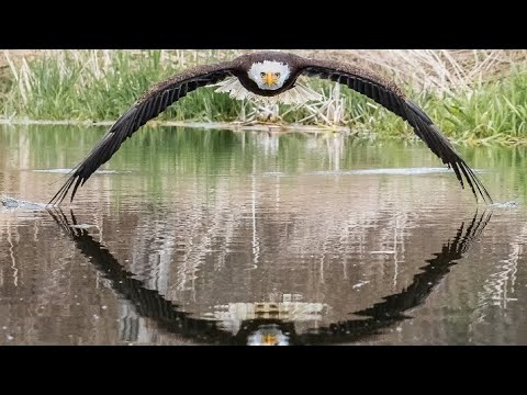 25 Once in a Lifetime Photos: The Art of Patience Behind the Lens