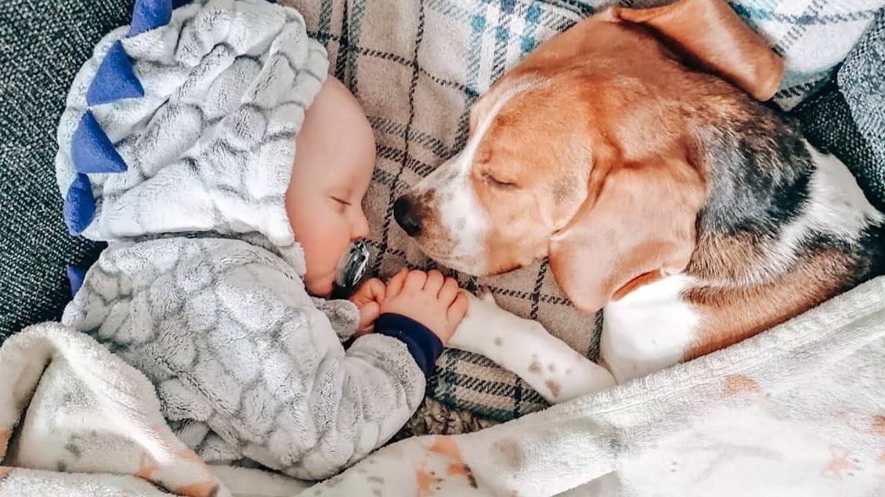 Dog and His Baby Brother Share Every Milestone Together