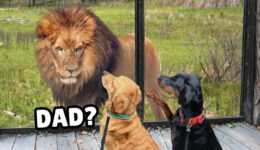 Dogs Meet Wild Zoo Animals (You Won’t Believe Their Reaction)
