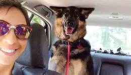 German Shepherds Are So Funny That You Can Die of Laughter
