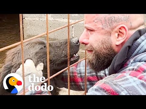 Guy Rescues Hundreds Of Dogs From City Shelters